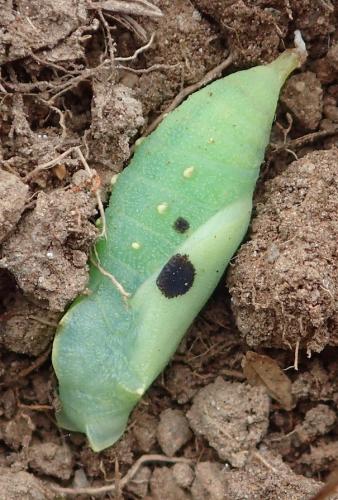 Lasiommata maera